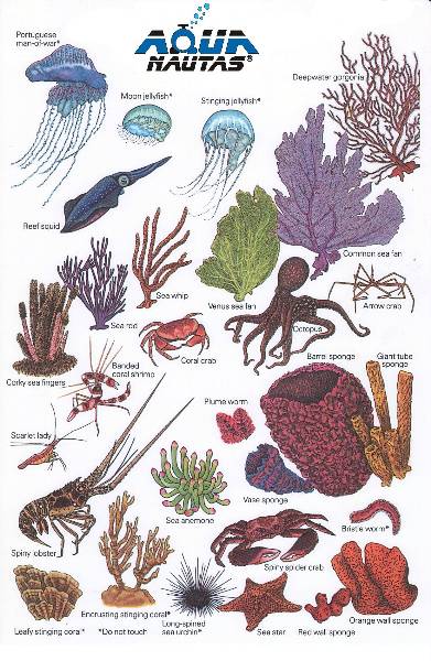 fish-card3